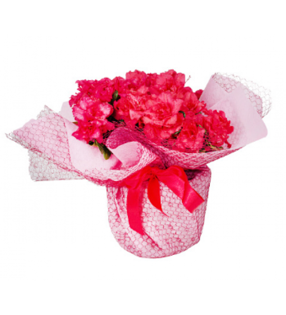 Pembe Tüllü Saksıda Pembe Açelyalar (~30 cm)